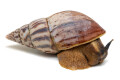 Achatina schweinfurthi semifusca Congo adult